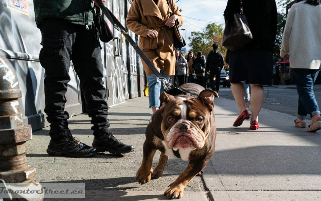 Dozer meets my Leica Q2 camera in Toronto