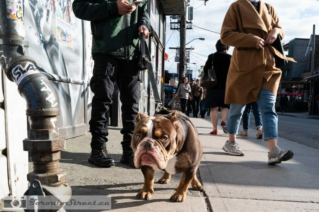 Meeting A Bulldog for photoshoot Leica Q2