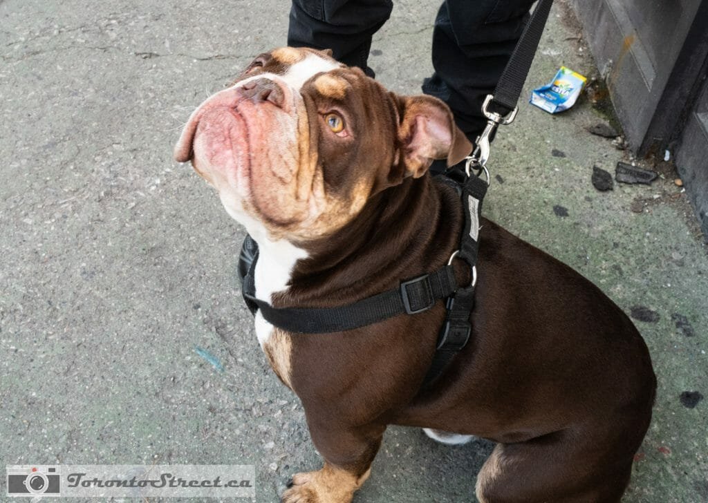 Dozer Bull Dog photographed by Toronto Street Photography